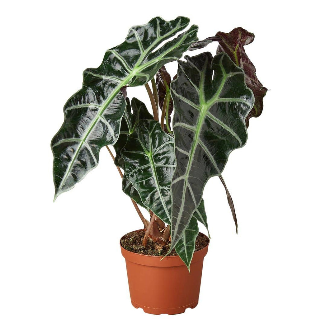 ALOCASIA AFRICAN MASK 4-inch