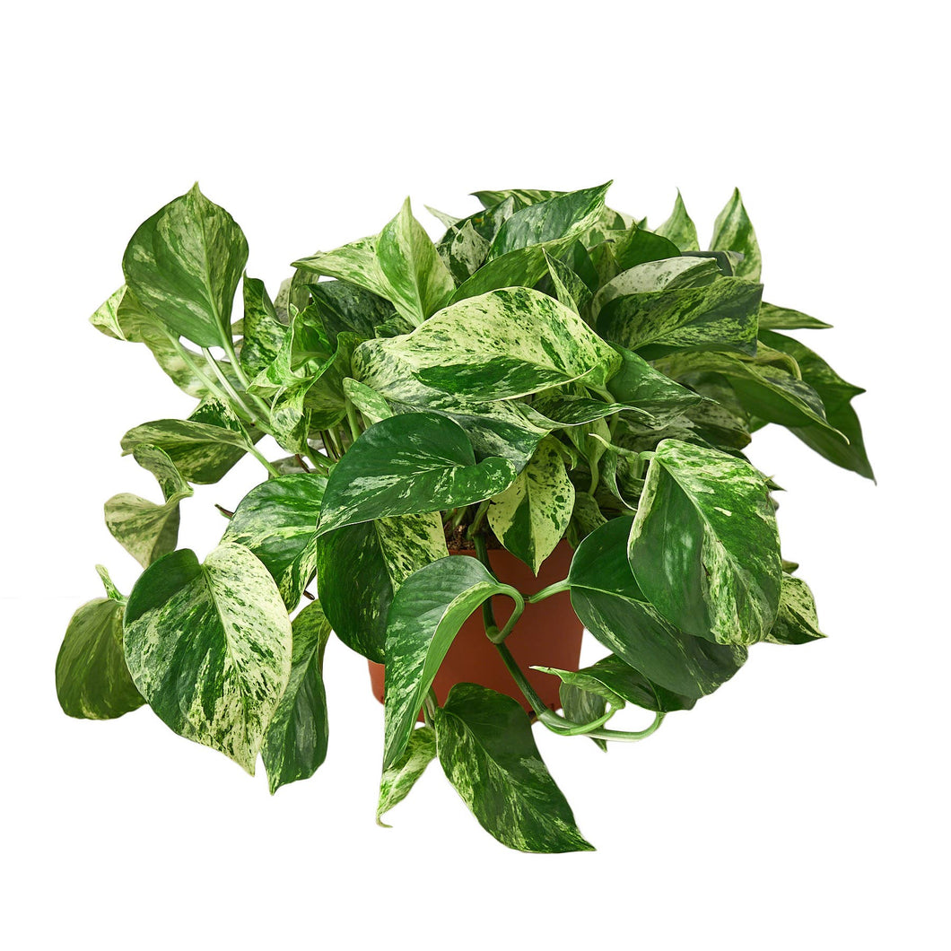 House Plant Wholesale - POTHOS MARBLE QUEEN 6-inch