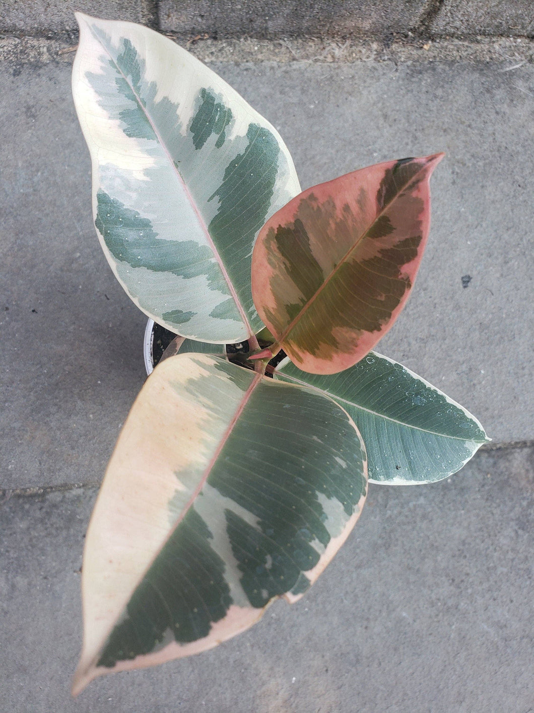 Rubber ficus tineke variegated plant leafy house plant